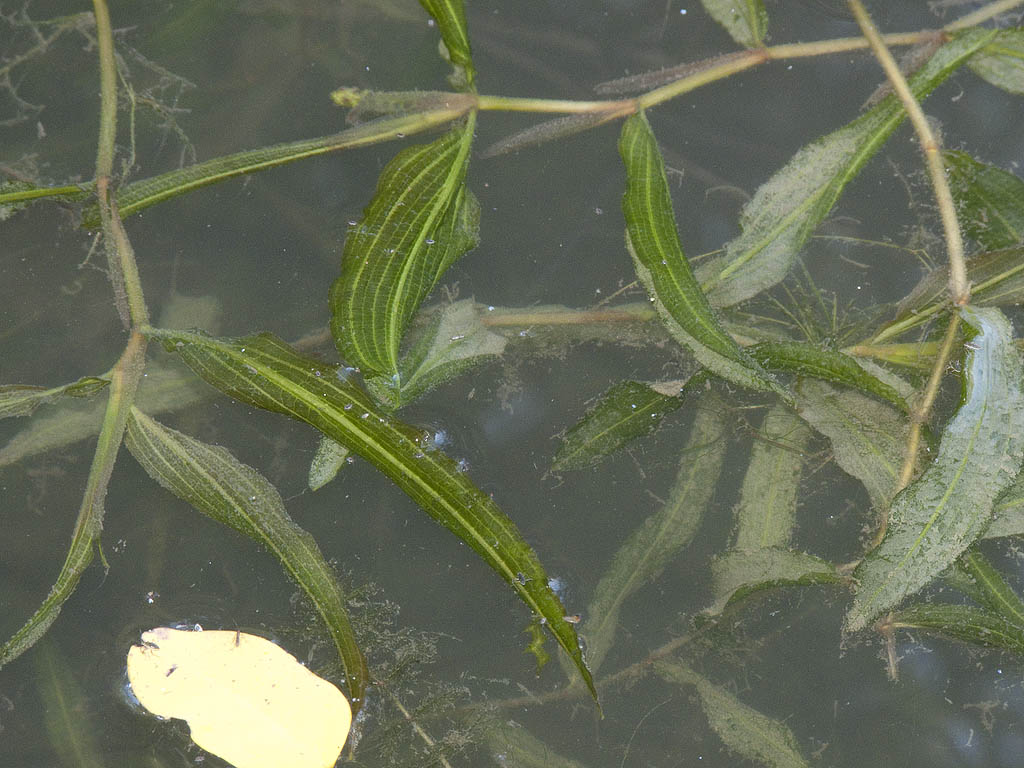 Potamogeton coloratus o siculus?